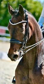 Paardenstal vrij op privé stal in Oss., Dieren en Toebehoren, Stalling en Weidegang, Stalling, 1 paard of pony