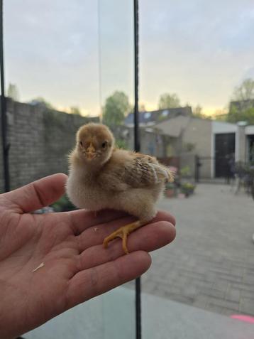 Goud blauw dubbel gezoomd barnevelder kuikens 6 april !! beschikbaar voor biedingen