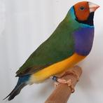 Gevraagd gold amadine pop of koppel, Dieren en Toebehoren, Meerdere dieren, Kleurkanarie