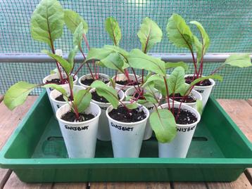 Rode snijbiet moestuin planten - per stuk beschikbaar voor biedingen