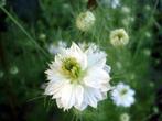 28/ zaad Juffertje in ‘t Groen - Nigella damascena - WIT, Ophalen of Verzenden, Voorjaar, Volle zon, Zaad