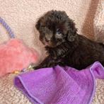 Prachtige doodle vrouwtjes 🩷, Dieren en Toebehoren, 8 tot 15 weken, CDV (hondenziekte), Meerdere, Meerdere dieren
