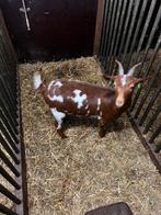 Camelstippel dwerggeit, Dieren en Toebehoren, Schapen, Geiten en Varkens, Vrouwelijk, Geit