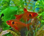 10x hyphessobrycon sweglesi (Rode Fantoomzalmen), Dieren en Toebehoren, Vis