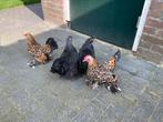 2 Cochin kriel hennen en 2 sabelpoot krielen, Dieren en Toebehoren, Pluimvee, Meerdere dieren, Kip