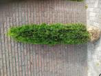 Coniferen thuja occ. Smaragd haagplant, Ophalen of Verzenden, Conifeer, 100 tot 250 cm