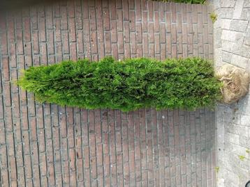 Coniferen thuja occ. Smaragd haagplant  beschikbaar voor biedingen