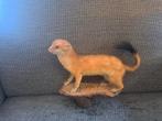 (Taxidermie taxidermy ) Opgezette hermelijn in zomer vacht, Verzamelen, Dierenverzamelingen, Ophalen of Verzenden, Zo goed als nieuw