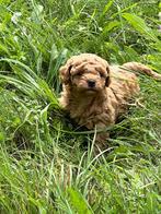 Toypoedel pups, Dieren en Toebehoren, Honden | Chihuahua's en Gezelschapshonden, Rabiës (hondsdolheid), Overige rassen, 8 tot 15 weken