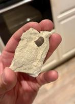 Fossiele haaientand Ptychodus decurrens uit Cap Blanc Nez FR, Ophalen of Verzenden