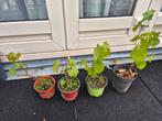 4 Druiven druivenplant Druif, Volle zon, Minder dan 100 cm, Ophalen of Verzenden, Bloeit niet