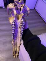 Wild Zwijn Schedel - Metaaldetector Vondst, Antiek en Kunst, Ophalen of Verzenden