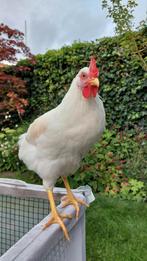 Witte leghorn haantje, Dieren en Toebehoren, Pluimvee, Mannelijk, Kip