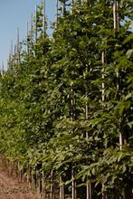 Carpinus betulus/ haagbeuk/ leiboom te koop!, Tuin en Terras, Planten | Bomen, Halfschaduw, Overige soorten, 250 tot 400 cm, Bloeit niet