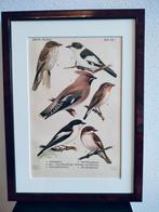 Litho Floericke Pestvogel Musicapa-Vliegenvanger 1922, Ophalen of Verzenden