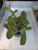 Tradescantia Sillamontana, Ophalen, Overige soorten, Minder dan 100 cm