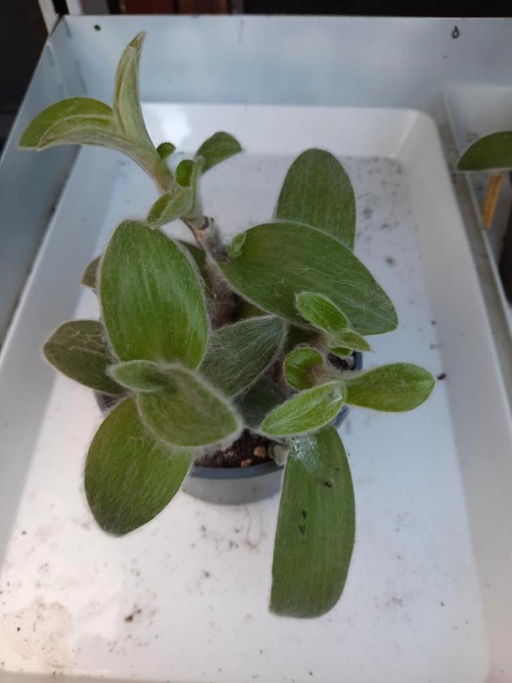 Tradescantia Sillamontana, Huis en Inrichting, Kamerplanten, Overige soorten, Minder dan 100 cm, Ophalen