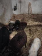 3 qoussant ooien en 3 rammen, Dieren en Toebehoren, Meerdere dieren, Overige soorten