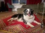 Dekreu Border Collie Blue Merle, Dieren en Toebehoren, Honden | Dekreuen, Particulier, Rabiës (hondsdolheid), 3 tot 5 jaar, Reu