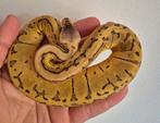 Nr manderin pastel pin dh dg pied 30% korting, Slang, 0 tot 2 jaar