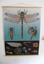 Wandplaat Natuur Poster Libelle  Dragonfly, Ophalen of Verzenden, A1 t/m A3, Rechthoekig Staand