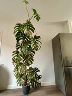 Large Variegated Monstera in Lechuza Pon – Mature & Healthy, Huis en Inrichting, Kamerplanten, Ophalen, 200 cm of meer, Overige soorten