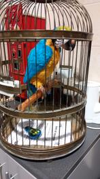 te koop pratende papegaai met koperen kooi met batterijen, Ophalen, Info@hulleman-zn.nl, 7396 bh terwolde, Hulleman