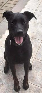 PIP zoekt een nieuw baasje, 1 tot 2 jaar, Teef, Eén hond, Middel