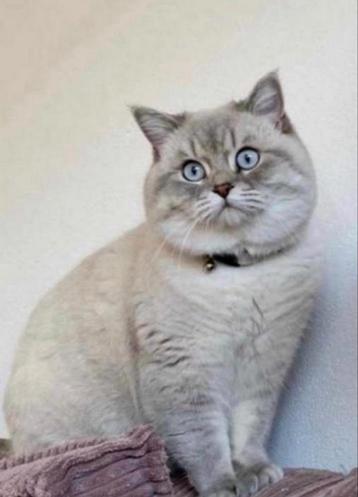 Britse korthaar dekkater beschikbaar voor biedingen