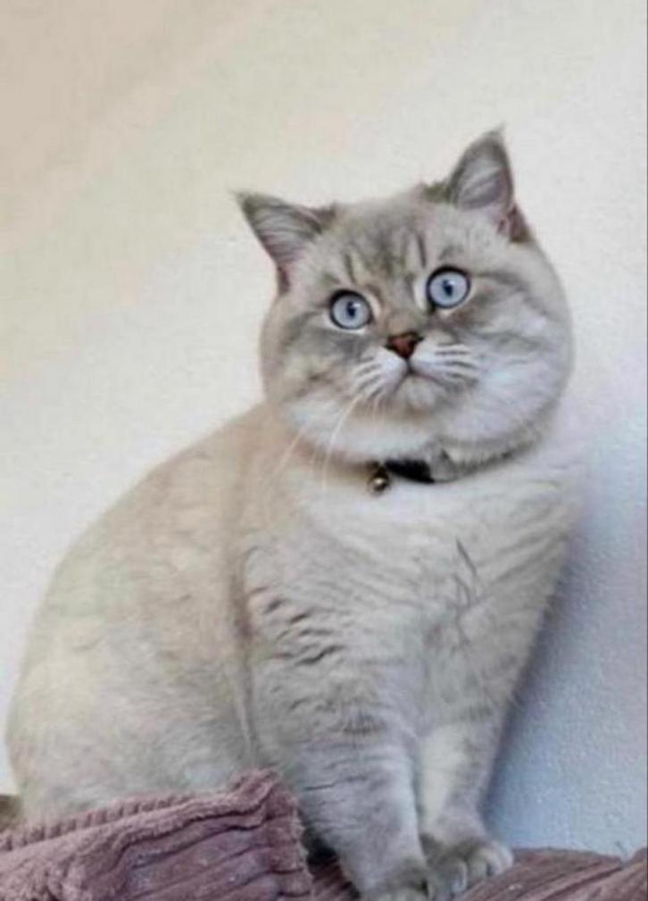 Britse korthaar dekkater, Dieren en Toebehoren, Katten en Kittens | Dekkaters, 3 tot 5 jaar