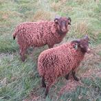 Quessant bruine ram lammeren april 2025, Dieren en Toebehoren, Schapen, Geiten en Varkens, Mannelijk, Schaap, 0 tot 2 jaar