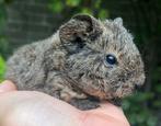 Lief lemonagouti cavia zeugje met Teddy vacht, Dieren en Toebehoren, Cavia, Vrouwelijk, Tam, September