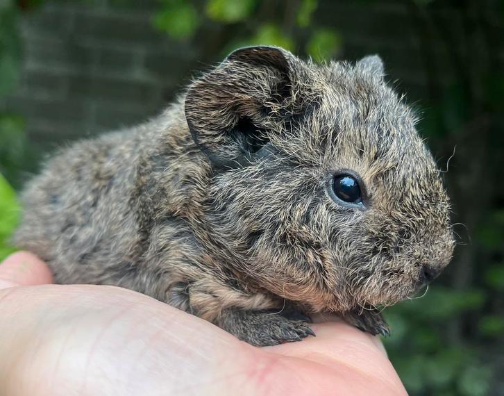 Lief lemonagouti cavia zeugje met Teddy vacht, Dieren en Toebehoren, Knaagdieren, Vrouwelijk, Cavia, September, Tam