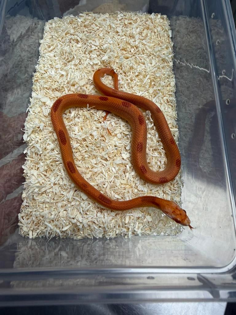 Rattenslang Reverse Oketee Sunkissed Stripe, Dieren en Toebehoren, Reptielen en Amfibieën, Slang, 0 tot 2 jaar