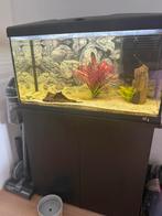 Aquarium & aquariumkast te koop!, Dieren en Toebehoren, Vissen | Aquaria en Toebehoren, Ophalen of Verzenden, Gevuld zoetwateraquarium
