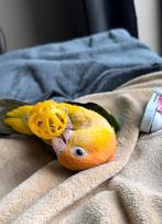 Tamme Caique koppel incl kooi, Dieren en Toebehoren, Vogels | Parkieten en Papegaaien, Meerdere dieren, Papegaai, Tam