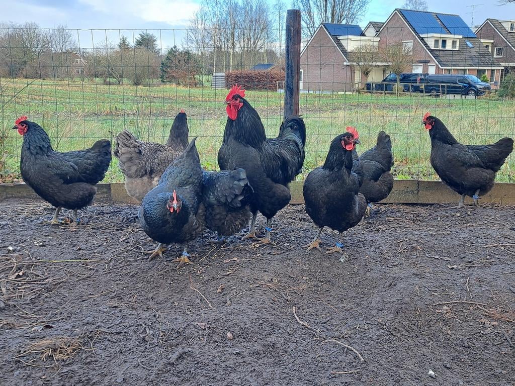 Boedeieren Jersey Giant, Dieren en Toebehoren, Pluimvee, Kip, Geslacht onbekend