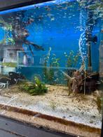 ACTIE 50 jonge yellow tiger king cobra guppen voor maar €15, Vis, Zoetwatervis