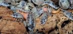 Dairy cow isopods Tijdelijke actie 20 st voor €2,50, Dieren en Toebehoren, Overige soorten