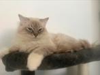 Ragdoll katertjes/ kittens 6 maanden, Meerdere dieren, Ontwormd, 0 tot 2 jaar
