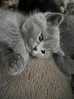 Britse korthaar poes bleu te koop, Dieren en Toebehoren, Katten en Kittens | Raskatten | Korthaar, Kater, Ontwormd