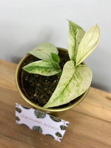 Monstera Laniata Mint #2 beschikbaar voor biedingen