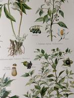 Botanische litho - Giftpflanzen II - 1894, Antiek en Kunst, Antiek | Schoolplaten, Ophalen of Verzenden, Natuur en Biologie