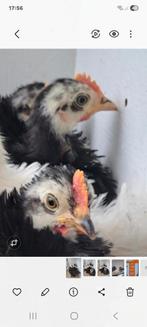 Cochinkriel haan krulveer zwart, Dieren en Toebehoren, Mannelijk, Kip