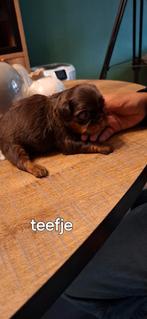 Shih tzu pups, Dieren en Toebehoren, Honden | Chihuahua's en Gezelschapshonden, België, Fokker | Hobbymatig, 8 tot 15 weken, Meerdere
