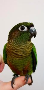 Jonge Baby Pyrrhura´s | Handtam | Nieuwsgierig | Div. Kleure, Dieren en Toebehoren, Vogels | Parkieten en Papegaaien, Meerdere dieren