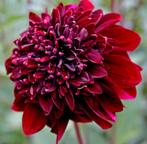 Dahlia rood. Soulman, Tuin en Terras, Planten | Tuinplanten, Overige soorten, Volle zon, Vaste plant, Ophalen of Verzenden