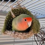 Lieve, gezonde agapornis Pip zoekt een liefdevol thuis, Vrouwelijk, Tropenvogel