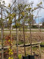 Bomen opruiming 3 stuks lei prunus €225,00, Ophalen of Verzenden, In pot, Leiboom