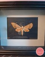 Ambulyx belli vlinder in grote lijst, Ophalen of Verzenden, Zo goed als nieuw, Insect, Opgezet dier